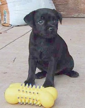 patterdale terrier soft toy